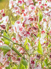 Load image into Gallery viewer, Sweet Pea, 'Wiltshire Ripple'
