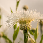 Load image into Gallery viewer, Basket Flower, 'Aloha Blanca'
