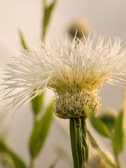 Load image into Gallery viewer, Basket Flower, 'Aloha Blanca'

