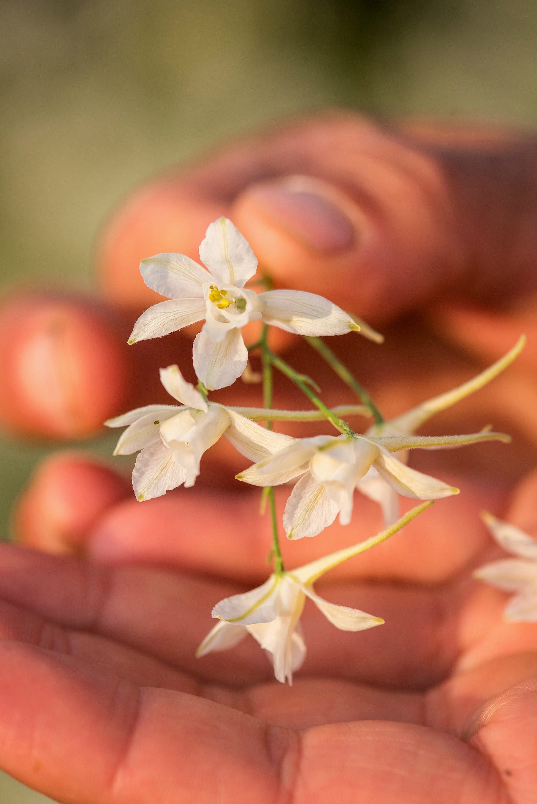larkspur flower seeds Larkspur, 'White Cloud'