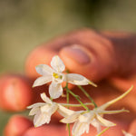 Load image into Gallery viewer, Larkspur, 'White Cloud'
