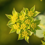 Load image into Gallery viewer, Bupleurum, 'Green Gold'
