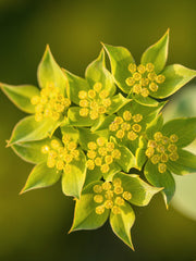 Load image into Gallery viewer, Bupleurum, 'Green Gold'
