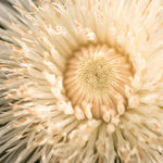 Load image into Gallery viewer, Basket Flower, 'Aloha Blanca'
