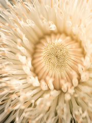 Load image into Gallery viewer, Basket Flower, 'Aloha Blanca'
