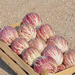 Load image into Gallery viewer, Radicchio (Variegato di Chioggia), 'Acquerello'
