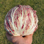 Load image into Gallery viewer, Radicchio (Variegato di Chioggia), 'Acquerello'
