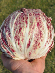 Load image into Gallery viewer, Radicchio (Variegato di Chioggia), 'Acquerello'
