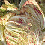 Load image into Gallery viewer, Radicchio (Variegato di Chioggia), 'Acquerello'
