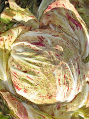 Load image into Gallery viewer, Radicchio (Variegato di Chioggia), 'Acquerello'
