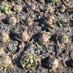 Load image into Gallery viewer, Radicchio (Variegato di Chioggia), 'Acquerello'
