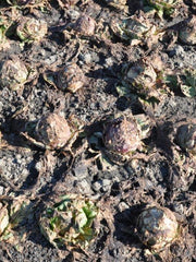 Load image into Gallery viewer, Radicchio (Variegato di Chioggia), 'Acquerello'
