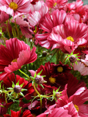 Load image into Gallery viewer, Cosmos, 'Velouette'

