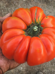 Load image into Gallery viewer, Tomato, 'Vernazza'
