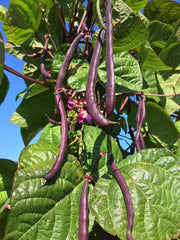 Load image into Gallery viewer, Bean, Pole Snap, 'Trionfo Violetto'
