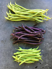 Load image into Gallery viewer, Bean, Pole Snap, 'Trionfo Violetto'
