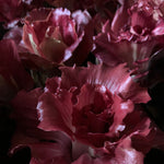 Load image into Gallery viewer, Radicchio (Goriziana), 'Voglia'
