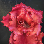 Load image into Gallery viewer, Radicchio (Goriziana), 'Voglia'
