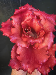 Load image into Gallery viewer, Radicchio (Goriziana), 'Voglia'
