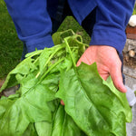 Load image into Gallery viewer, Spinach, 'Winter Giant' (Gigante d'Inverno)
