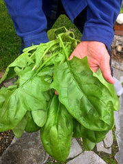 Load image into Gallery viewer, Spinach, 'Winter Giant' (Gigante d'Inverno)

