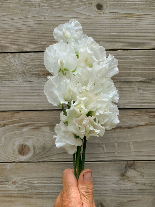 Sweet Pea, 'White Frills' | Uprising Seeds