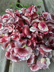 Load image into Gallery viewer, Sweet Pea, 'Wiltshire Ripple'
