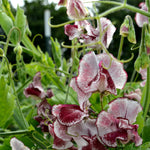 Load image into Gallery viewer, Sweet Pea, 'Wiltshire Ripple'
