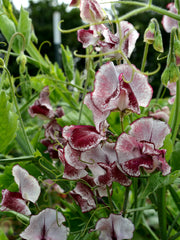 Load image into Gallery viewer, Sweet Pea, 'Wiltshire Ripple'
