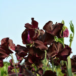 Load image into Gallery viewer, Sweet Pea, 'Windsor'
