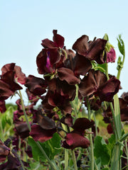 Load image into Gallery viewer, Sweet Pea, 'Windsor'
