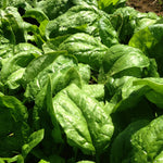 Load image into Gallery viewer, Spinach, 'Winter Giant' (Gigante d'Inverno)
