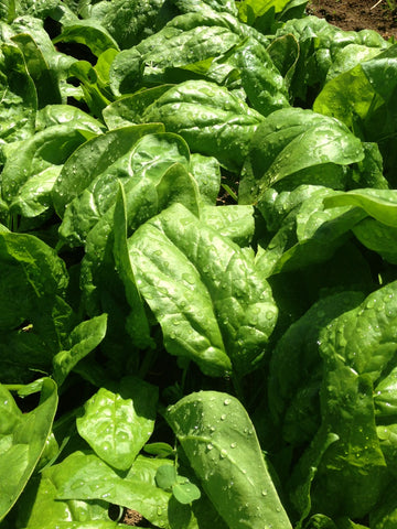 Spinach
