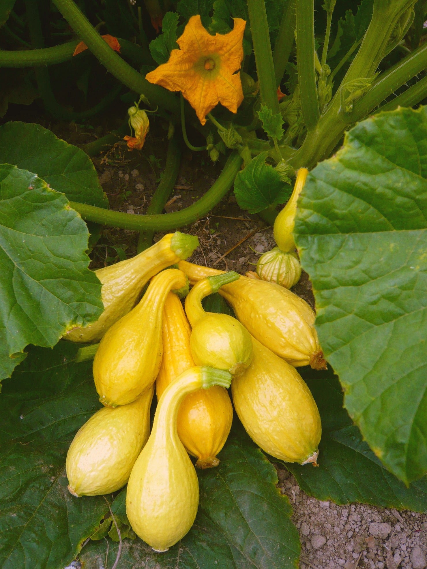 planting yellow crookneck squash seeds Summer Squash, 'Yellow Crookneck'