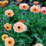 Load image into Gallery viewer, Calendula, 'Zeolights'
