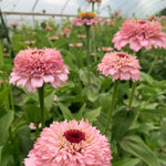 Load image into Gallery viewer, Zinnia, 'Zinderella Lilac'

