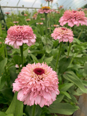 Load image into Gallery viewer, Zinnia, 'Zinderella Lilac'

