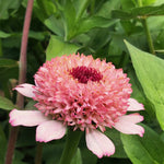 Load image into Gallery viewer, Zinnia, 'Zinderella Lilac'
